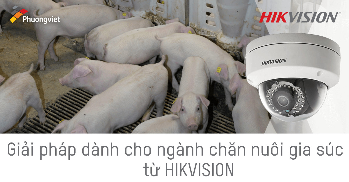 Giải pháp camera Hikvision giám sát chăn nuôi heo tích hợp SKOV đo trọng lượng qua VMS